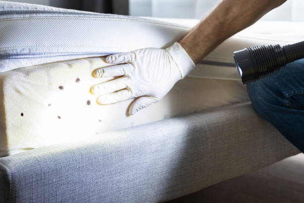Best Local Pest Control Services  in Poplar Bluff, MO