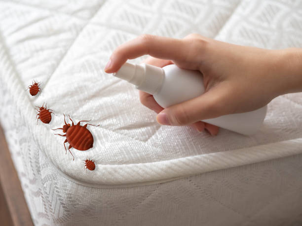 Best Pest Control Treatment  in Poplar Bluff, MO