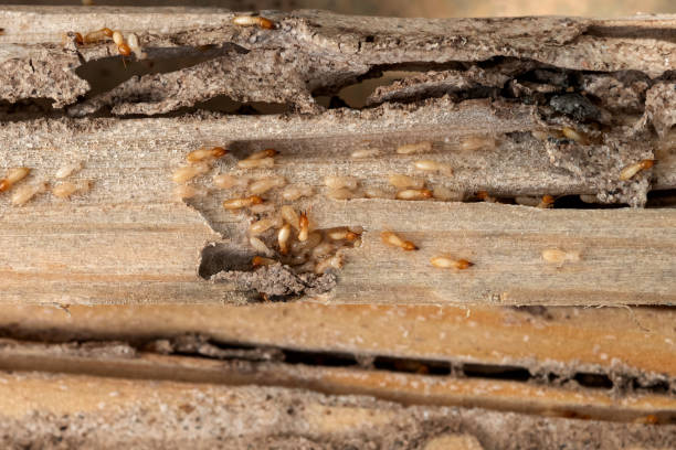 Best Commercial Pest Control Services  in Poplar Bluff, MO